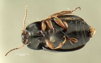 Media type: image;   Entomology 614326 Aspect: habitus ventral view